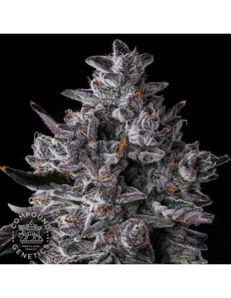 Compound Genetics Chrome Dome: 7 semi femminizzati di cannabis potente e aromatico