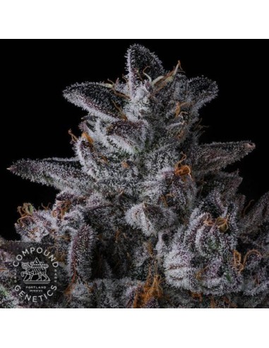 Compound Genetics Chrome Dome 7 Semi Fem