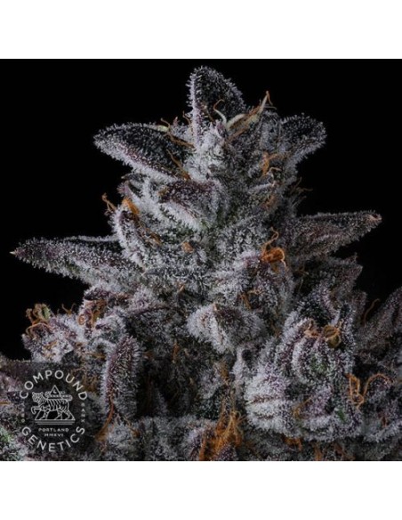 Compound Genetics Chrome Dome 7 Semi Fem