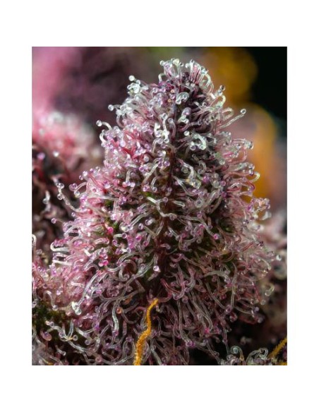 Barney's Farm Cherry Poppers 3 Semi Femm