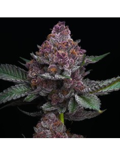 Barney's Farm Cherry... 2