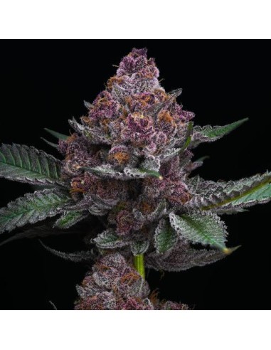 Barney's Farm Cherry Poppers 10 Semi Femm