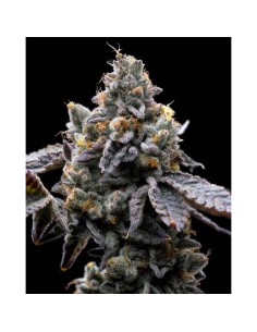 Barney's Farm Gmo Cookies 3...