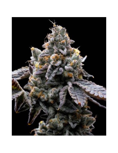 Barney's Farm Gmo Cookies 5 Semi Femm