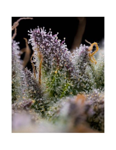 Barney's Farm Gmo Cookies 10 Semi Femm