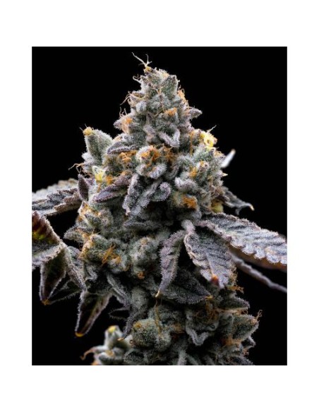Barney's Farm Gmo Cookies 10 Semi Femm