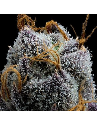 Barney's Farm White Runtz 3 Semi Femm