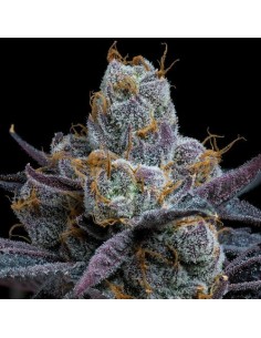 Barney's Farm White Runtz 3... 2