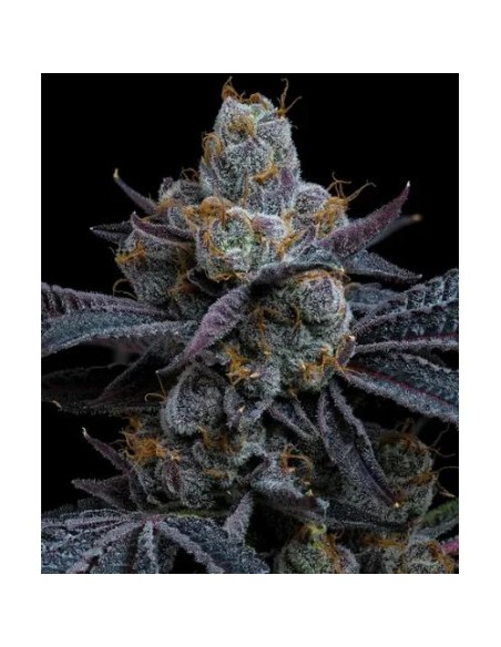 Barney's Farm White Runtz 3 Semi Femm