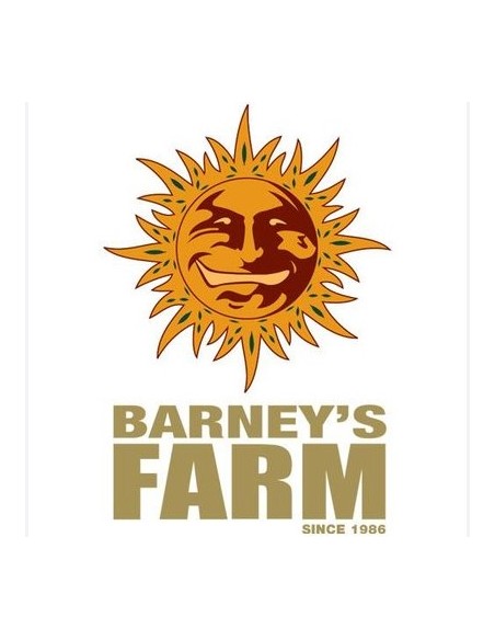 Barney's Farm White Runtz 10 Semi Femm