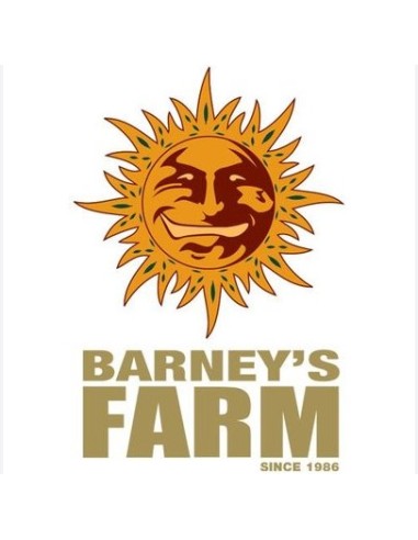 Barney's Farm White Runtz 5 Semi Femm