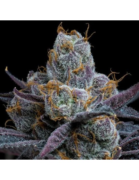 Barney's Farm White Runtz 5 Semi Femm