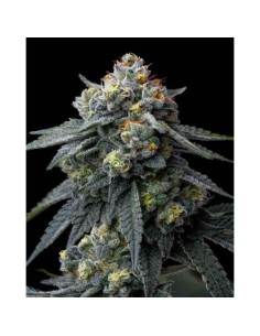 Barney's Farm Jealousy 3...