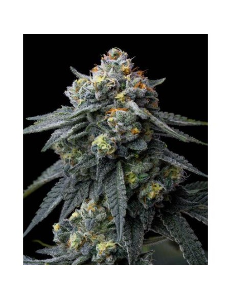 Barney's Farm Jealousy 3 Semi Femm