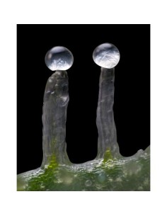 Barney's Farm Jealousy 3... 2