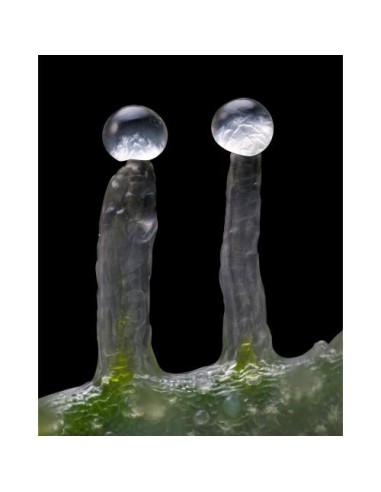 Barney's Farm Jealousy 3 Semi Femm