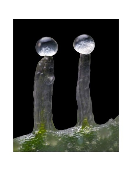 Barney's Farm Jealousy 3 Semi Femm