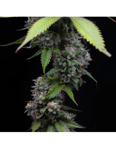 Barney's Farm Zoap 3 Semi Femm