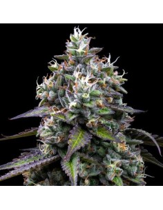 Barney's Farm Zoap 3 Semi Femm