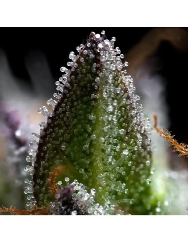 Barney's Farm Zoap 3 Semi Femm