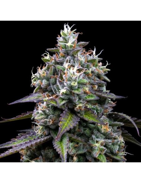 Barney's Farm Zoap 5 Semi Femm