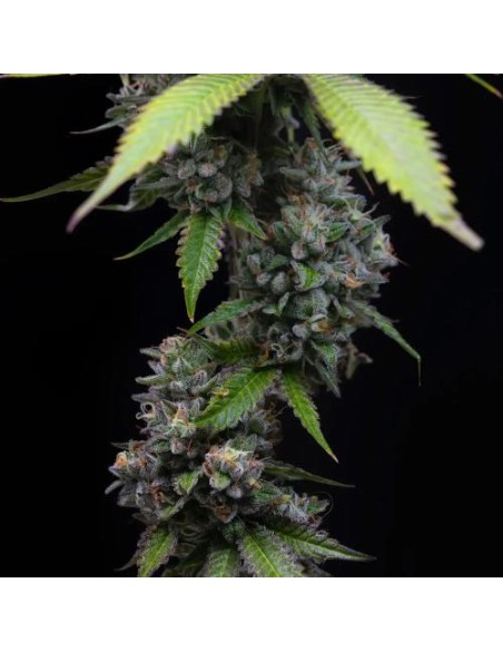 Barney's Farm Zoap 10 Semi Femm