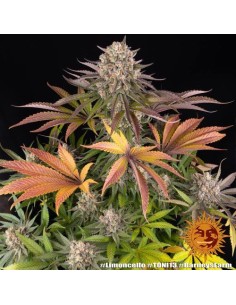 Barney's Limoncello 1 Seme... 2