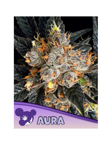 Anesia Seeds Aura Fem – 3 semi femminizzati premium, genetica potente e resa elevata