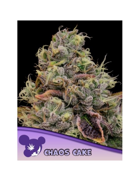 Anesia Seeds - 3 semi femminizzati Chaos Cake Fem, perfetti per coltivatori esperti e neofiti