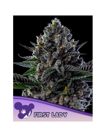 Anesia Seeds - First Lady Fem: 3 semi femminizzati di cannabis, alta resa e qualità premium per coltivazioni facili e produttive