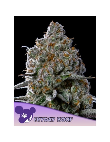 Friday Boof Fem: 3 semi femminizzati di cannabis con alto THC, resa elevata e sapore intenso per coltivatori esperti.