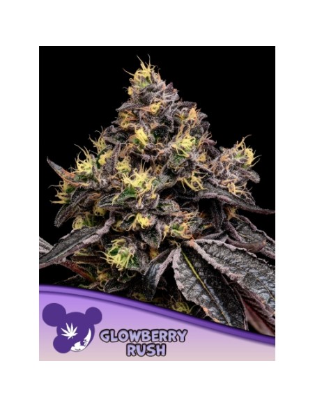 Glowberry Rush Fem 3 semi – Genetica potente Anesia Seeds, raccolti abbondanti e aromi fruttati.