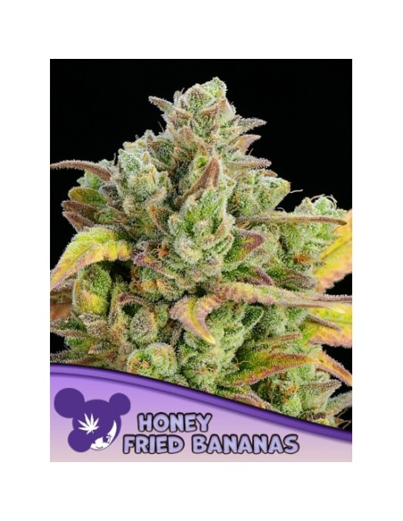 Honey Fried Bananas Fem 3 semi – Anesia Seeds: aroma tropicale, THC altissimo e resa abbondante.