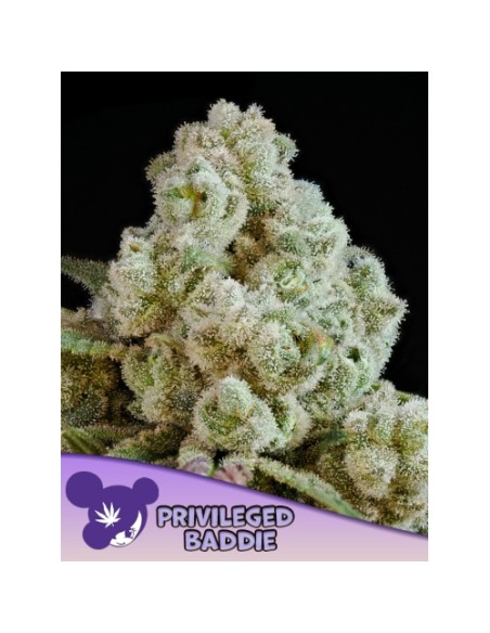"Acquista ANESIA SEEDS Privileged Baddie Fem – 3 semi femminizzati ad alta resa e THC. Qualità top per la tua coltivazione!"