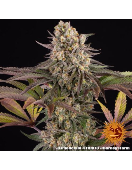 Barney's Limoncello 10 Semi Femm