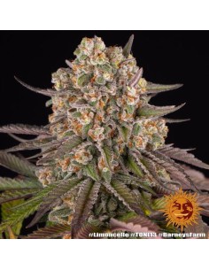 Barney's Limoncello 10 Semi...