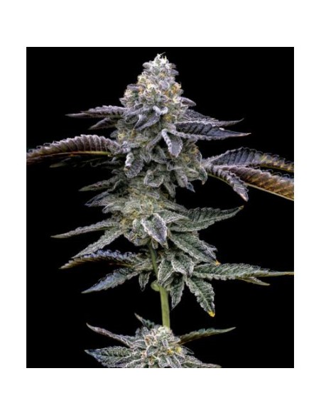 La Blue Dream è una pianta affidabile, produttiva e spettacolare sotto ogni punto di vista – dalla coltivazione all’effetto.