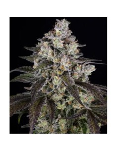 Barney's Farm Trainwreck 3...