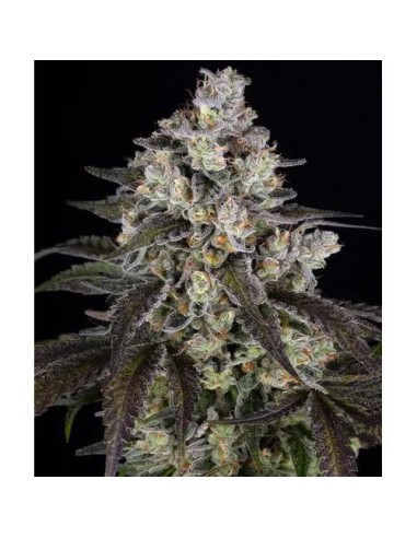 Barney's Farm Trainwreck 3 Semi Femm