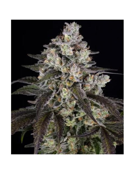 Barney's Farm Trainwreck 10 Semi Femm