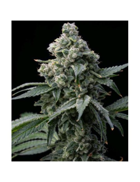 Barney's Farm Bruce Banner 10 Semi Femm