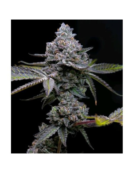 Barney's Farm Apple Fritter 5 Semi Femm