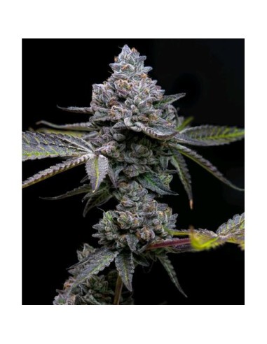 Barney's Farm Apple Fritter 10 Semi Femm