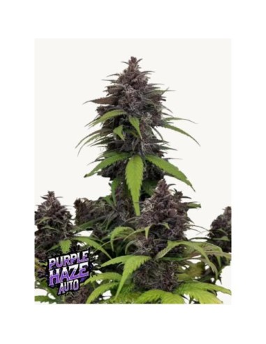Fast Buds - Purple Haze Auto 3 Semi