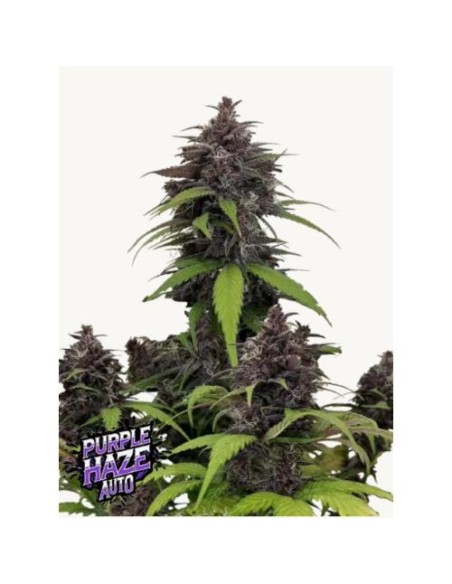 Fast Buds - Purple Haze Auto 10 Semi