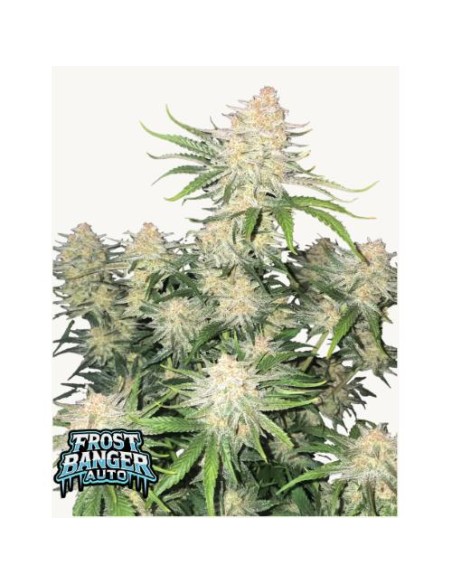 Fast Buds - Frostbanger Auto 3 Semi