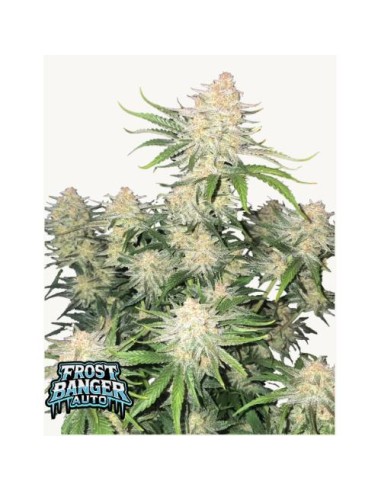 Fast Buds - Frostbanger Auto 25 Semi