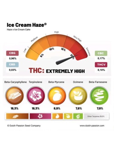 Dutch Passion Ice Cream Haze Femm 3 Semi
