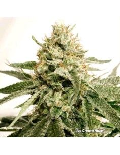 Cannabis di classe premium con resa XXL, sapore cremoso e potenza Sativa da intenditori.