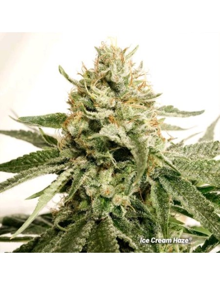 Cannabis di classe premium con resa XXL, sapore cremoso e potenza Sativa da intenditori.